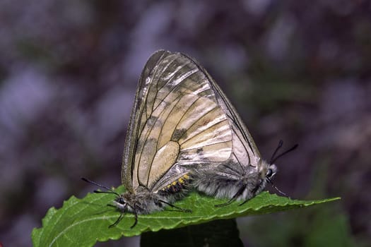 Parnassius mnemosyne,Black Apollo,mating