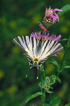 Iphiclides podalirius,Sail Butterfly