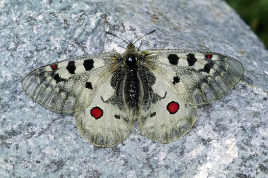 Parnassius phoebus,High Alpine Apollo