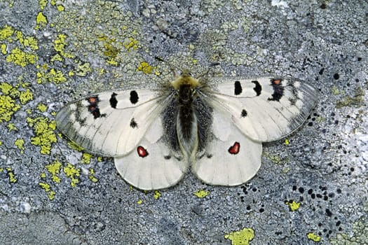 Parnassius phoebus,High Alpine Apollo