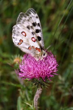 Parnassius apollo, Apollo