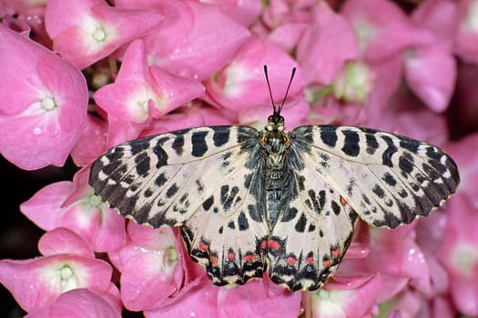 Zerynthia cerisyi,Allancastria cerisyi ferdinandi,Balkan Easter lucid butterfly on hydrangea