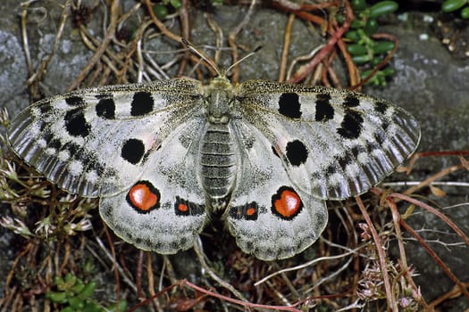 Parnassius apollo,Moselle apollo,endemic protected species