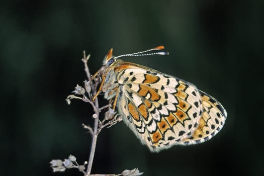 Melitaea cinxia,Common Spotted Butterfly