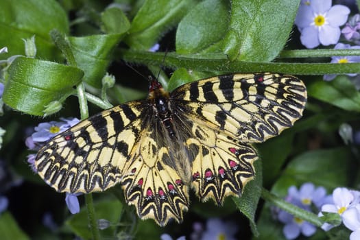 Zerynthia polyxena,Easter lucid butterfly