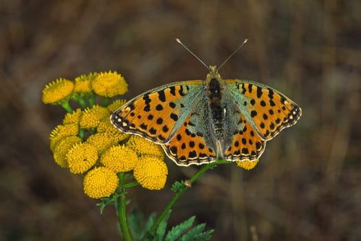Issoria lathonia,Lesser mother-of-pearl butterfly on tansy,Tanacetum vulgare