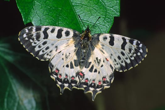 Zerynthia cerisyi,Allancastria cerisyi ferdinandi,Balkan Easter moth