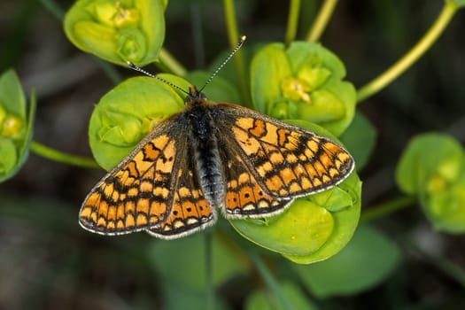 Euphydryas aurinia,Scabiosis Spotted Butterfly