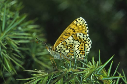 Melitaea cinxia,Common Spotted Butterfly