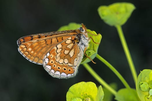 Euphydryas aurinia,Scabiosis Spotted Butterfly