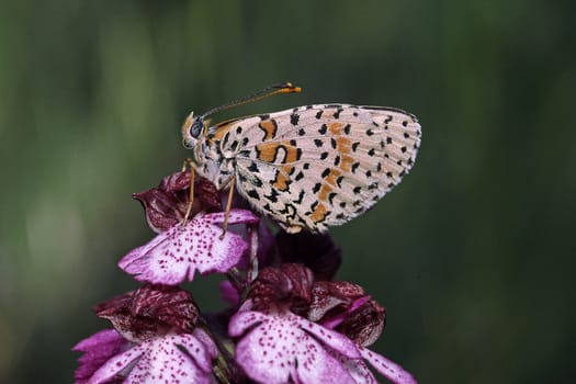 Melitaea didyma,Red Spotted Butterfly on Orchis purpurea,Purple Orchid