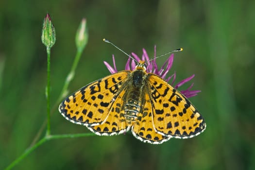 Melitaea didyma,Red Spotted Butterfly,Male