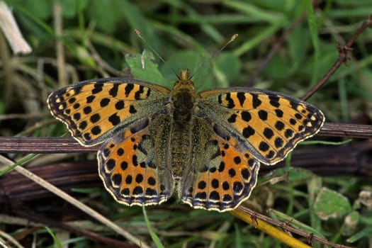 Issoria lathonia,mother-of-pearl butterfly