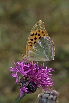 Argynnis paphia,Emperor's mantle on flake flower,Centaurea