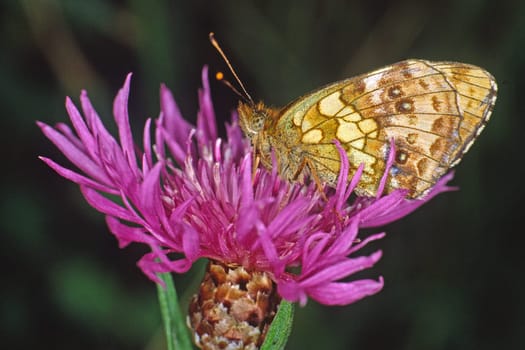 Brenthis ino,Violet silver butterfly on flake flower,Centaurea