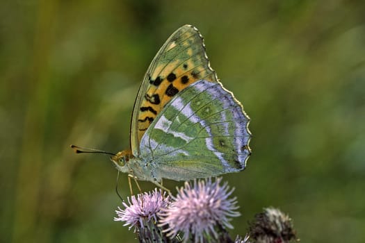 Argynnis paphia,Emperor's mantle