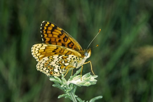 Melitaea phoebe,Spotted Butterfly