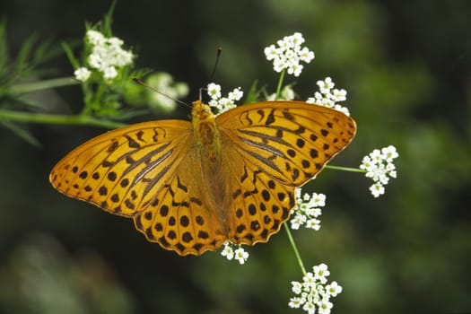 Argynnis paphia,Emperor's mantle,Male