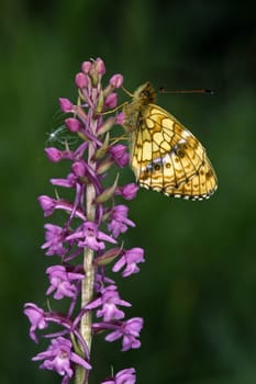 Brenthis ino,Violet silver butterfly on Handelwort,Gymnadenia,Wild orchid