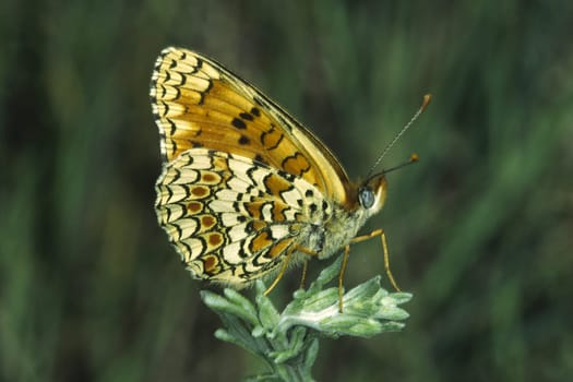 Melitaea phoebe,Spotted Butterfly