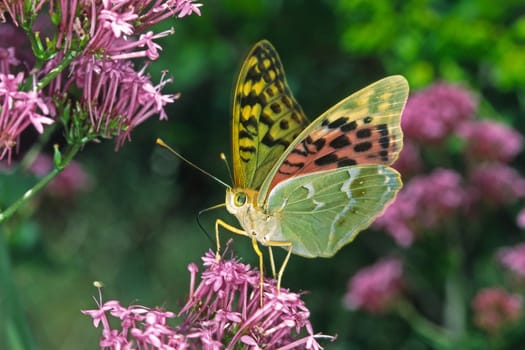 Argynnis pandora,Cardinal on Red Spurflower,Centranthus ruber