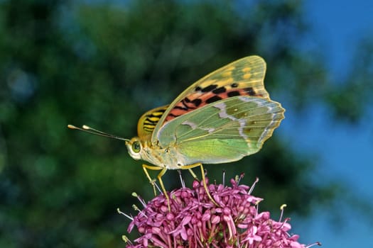 Argynnis pandora,Cardinal on Red Spurflower,Centranthus ruber