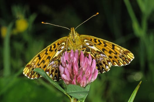 Boloria titania,Clossiana titania,Natterwurz mother-of-pearl butterfly on clover flower,Trifolium