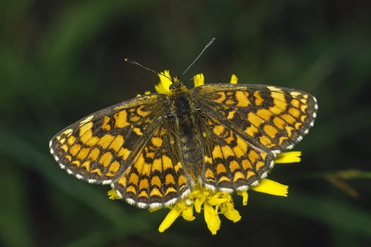 Melitaea phoebe, Flockenblumen-Scheckenfalter
