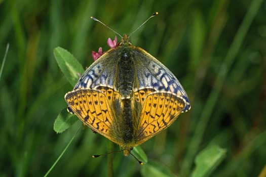 Boloria napaea,mother-of-pearl butterfly