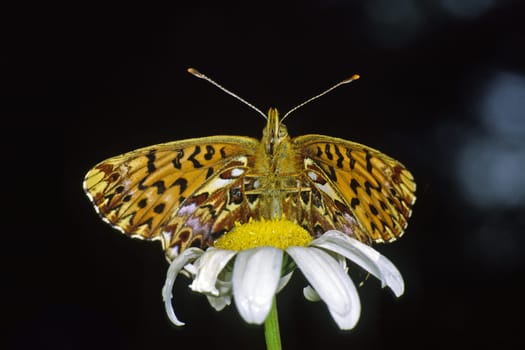 Boloria titania,Clossiana titania,Natterwurz mother-of-pearl butterfly on daisy