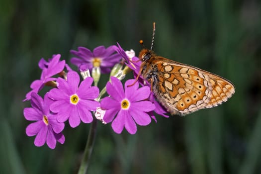 Euphydryas aurinia,Primula farinosa