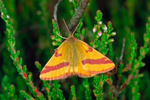 Lythria purpurata, Purpurspanner