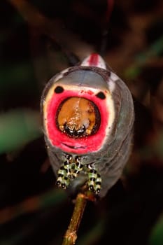 Cerura vinula,large forktail (caterpillar)