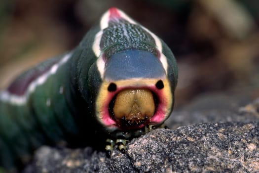 Cerura, Gabelschwanzraupe