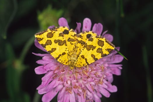 Pseudopanthera macularia,Panther moth