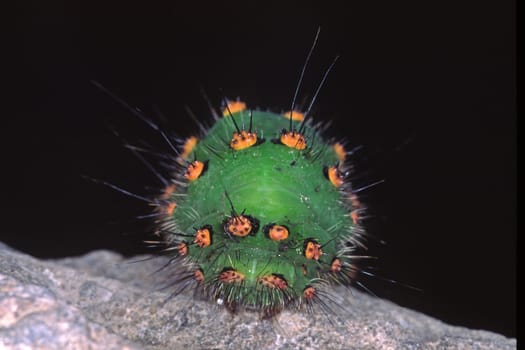 Eudia pavonia,Lesser Peacock Eye,Night-Tailed Caterpillar