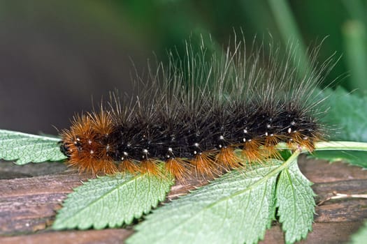Arctia caja,Brown Bear (caterpillar)
