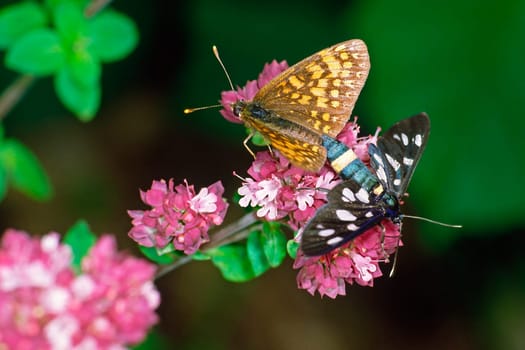 Mating between moth and butterfly,extremely rare
