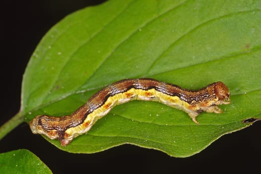 Erannis defoliaria, Großer Frostpanner, Raupe