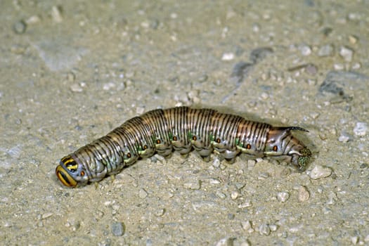 Hyloicus pinastri,pine hawkmoth