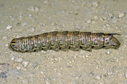 Hyloicus pinastri,pine hawkmoth