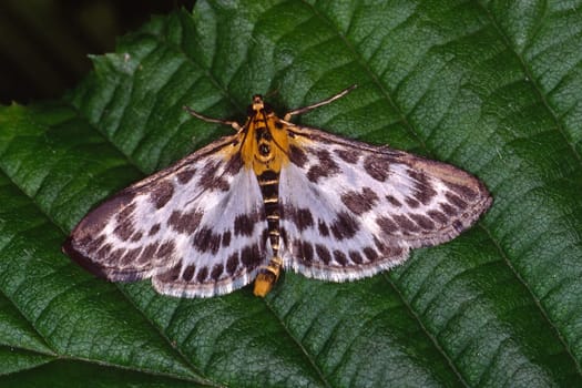 Eurrhypara hortulata (urticae), Brennesselzünsler