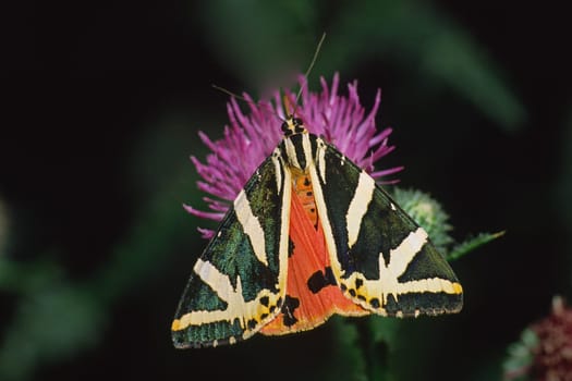 Euplagia quadripunctaria,Russian bear