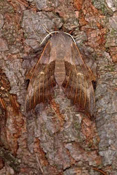 Laothoe populi,poplar hawkmoth,camouflage