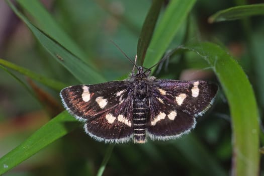 Eurrhypis pollinalis, Kleinschmetterling