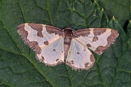 Lomaspilis marginata, Vogelschmeißfalter