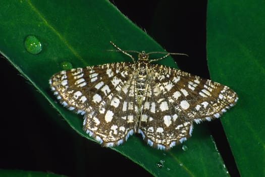 Semiothisa clathrata, Chiasma clathrata, Klee-Nacktbeinspanner