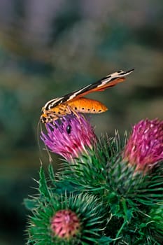 Euplagia quadripunctaria,Panaxia quadripunctaria,Russian bear,Spanish flag on thistle
