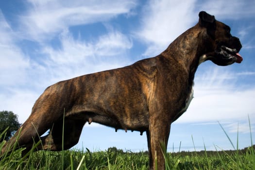 Purebred female boxer brown brindle