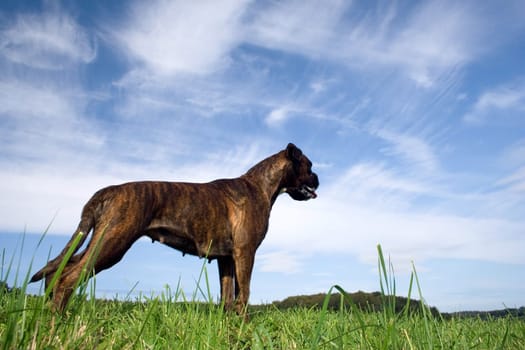 Purebred female boxer has a little wanderlust